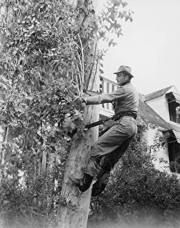 Trimmer: Man pruning tree
