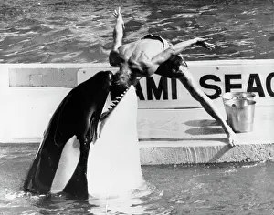 Misses: Man Puts Head in Killer Whale Mouth