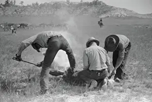Roundup: Man - Rancher - Cattle - Branding