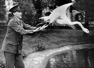 Zookeeper: Man releasing swan