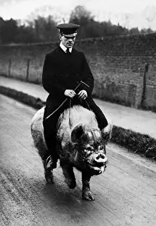 Anglian: Man rides on a pig