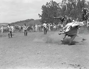 Pun001: Man Riding A Bull At A Ranch