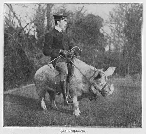 Harnessed: MAN RIDING PIG 1915