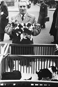 Enclosures: MAN SELLS PUPS IN STREET