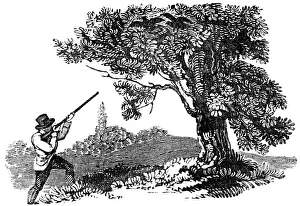 May17: Man shooting at two birds in a tree, c.1800