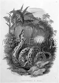 Constrictor: Man shooting a Boa Constrictor snake