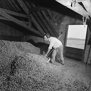 Shovelling: Man Shovelling Hops