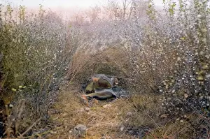 Drawe: Man sleeping in a camp