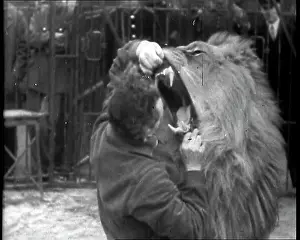 Sticking: Man Sticking his Head in a Lion's Mouth