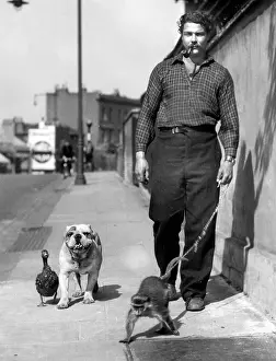 Monkeys: Man taking monkey, dog and duck for a walk