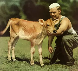 Tending: Man Tending a Calf