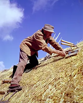 Thatching: Man thatching a roof