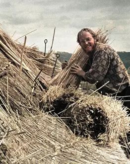 Thatching: Man thatching a roof, Colyford, East Devon