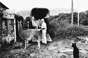 Llama: Man unloading llamas