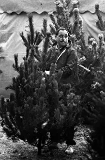 Bored: Man waits to pay for a Christmas tree - Cannock Chase Forest