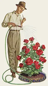 Attachment: Man Watering Rosebush
