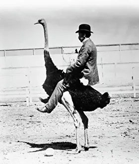 Oddity: Man Wearing Bowler Hat Riding on Back of Ostrich