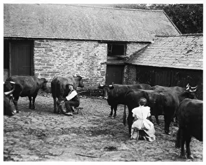 Milkmaid: Man and woman milking cows