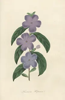 Potion: Manac, Brunfelsia uniflora