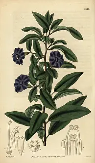 Rheumatism: Manaca, Brunfelsia uniflora