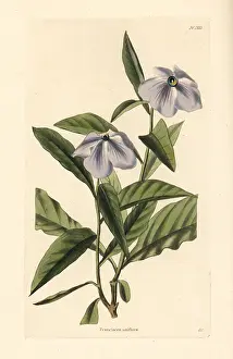 Uniflora: Manaca raintree, Brunfelsia uniflora