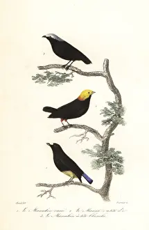 Steel Engraving: Manakin species