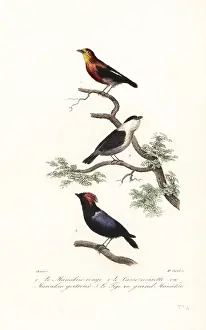 Steel Engraving: Manakin species