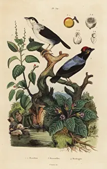 Mandrake: Manakins, manchineel tree and mandrake
