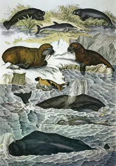 Walrus: Manatee