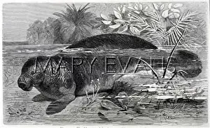 Manatus: MANATEE OF THE AMAZON