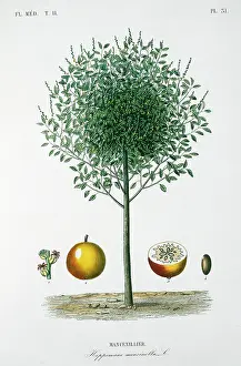 Regne: Mancenillier tree