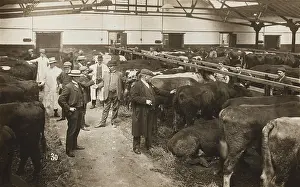 Auctioneer: Manchester Ship Canal - Cattle Auction