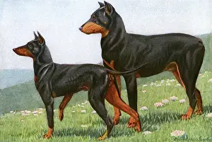Dobermann: Manchester Terrier and Dobermann Pinscher