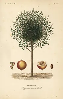 Oudet: Manchineel tree, Hippomane mancinella