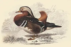 Mandarin: Mandarin (Anas galericulata)