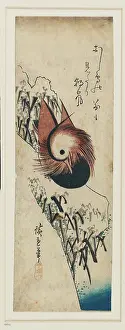 Reddish: Mandarin duck