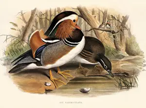 Mandarin: Mandarin Duck, Aix galericulata
