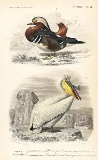 Travies: Mandarin duck, Aix galericulata, and Dalmatian