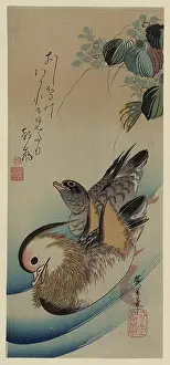 Mandarin: Mandarin ducks
