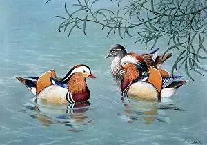 Mandarin: Three Mandarin Ducks