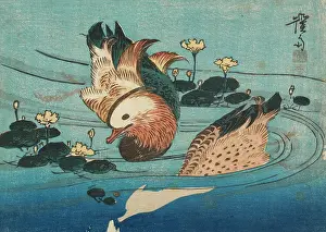 Eisen: Mandarin ducks on a pond