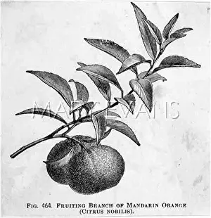 Nobilis: MANDARIN ORANGE