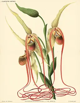 Roseum: Mandarin orchid, Phragmipedium caudatum