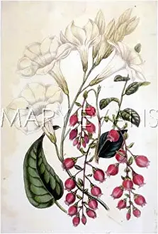 Mandevilla: MANDEVILLA; GAYLUSSACIA