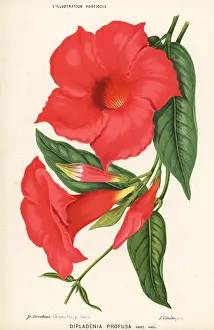 Lillustration: Mandevilla splendens