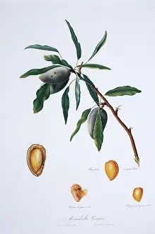 Almond: Mandorla premice, almond tree
