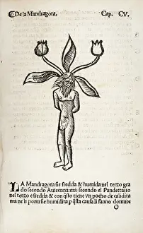 Mandrake: Mandragora or Mandrake (male)