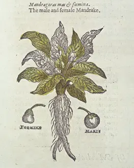 Mandrake: Mandragora officinarum, mandrake