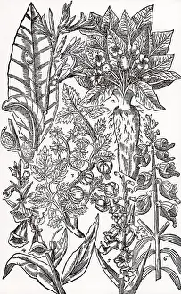 Sole: Mandrake (2) and Foxgloves (4, 5, 6). Although poisonous