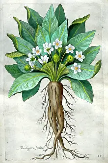 Mandrake: Mandrake